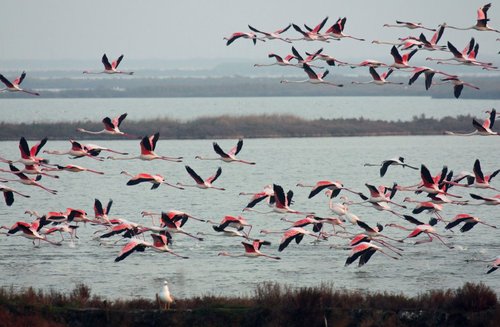 Comacchio